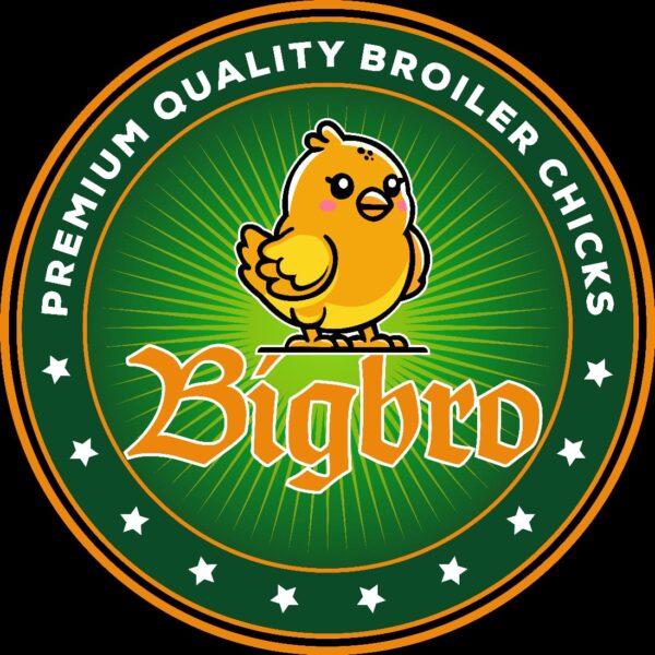 Premium Broiler Chicks - BigBro Chicks